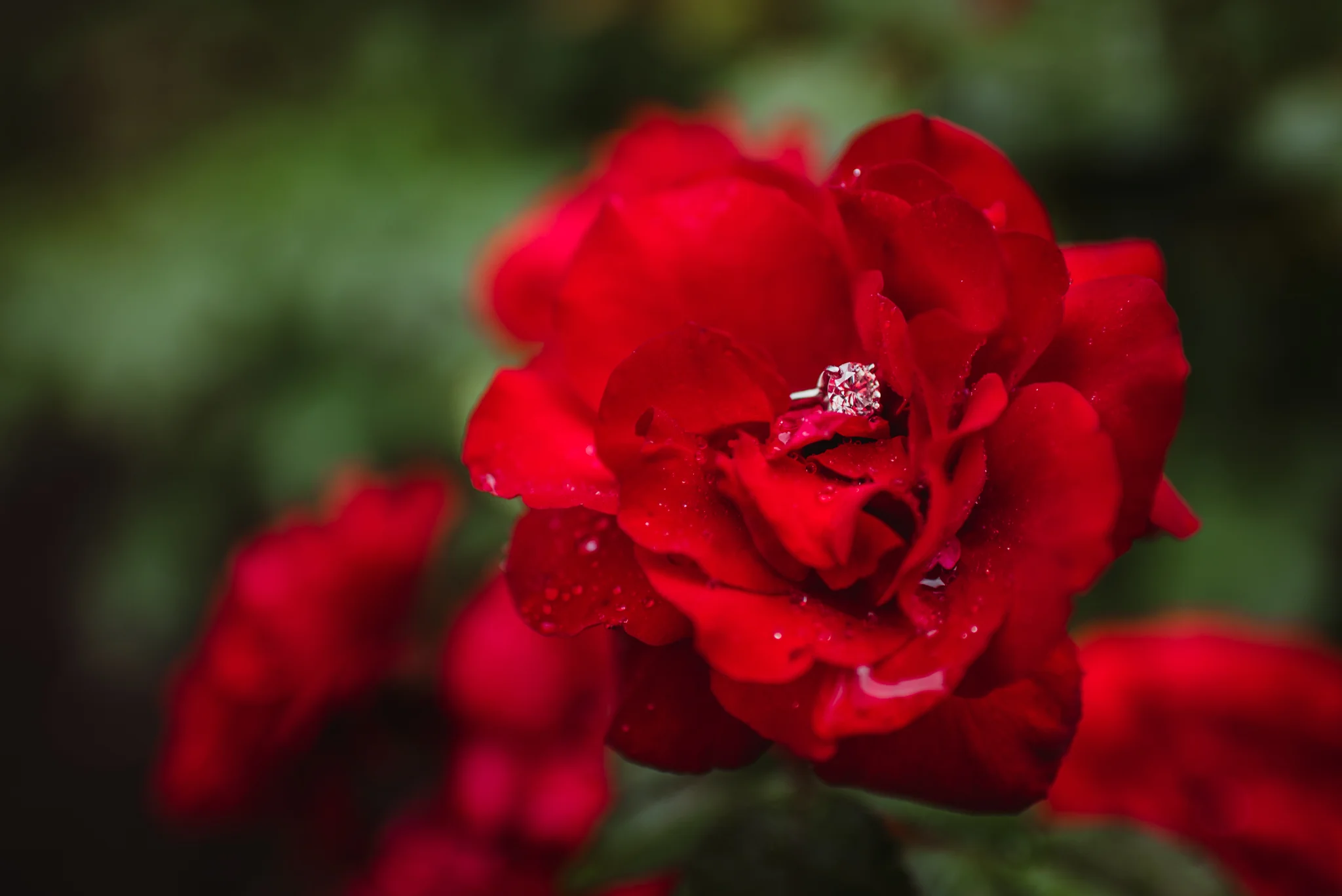 A shot of the engagement ring in the red roses during the rainstorm in Raleigh, during an engagement session with Rose Trail Images.