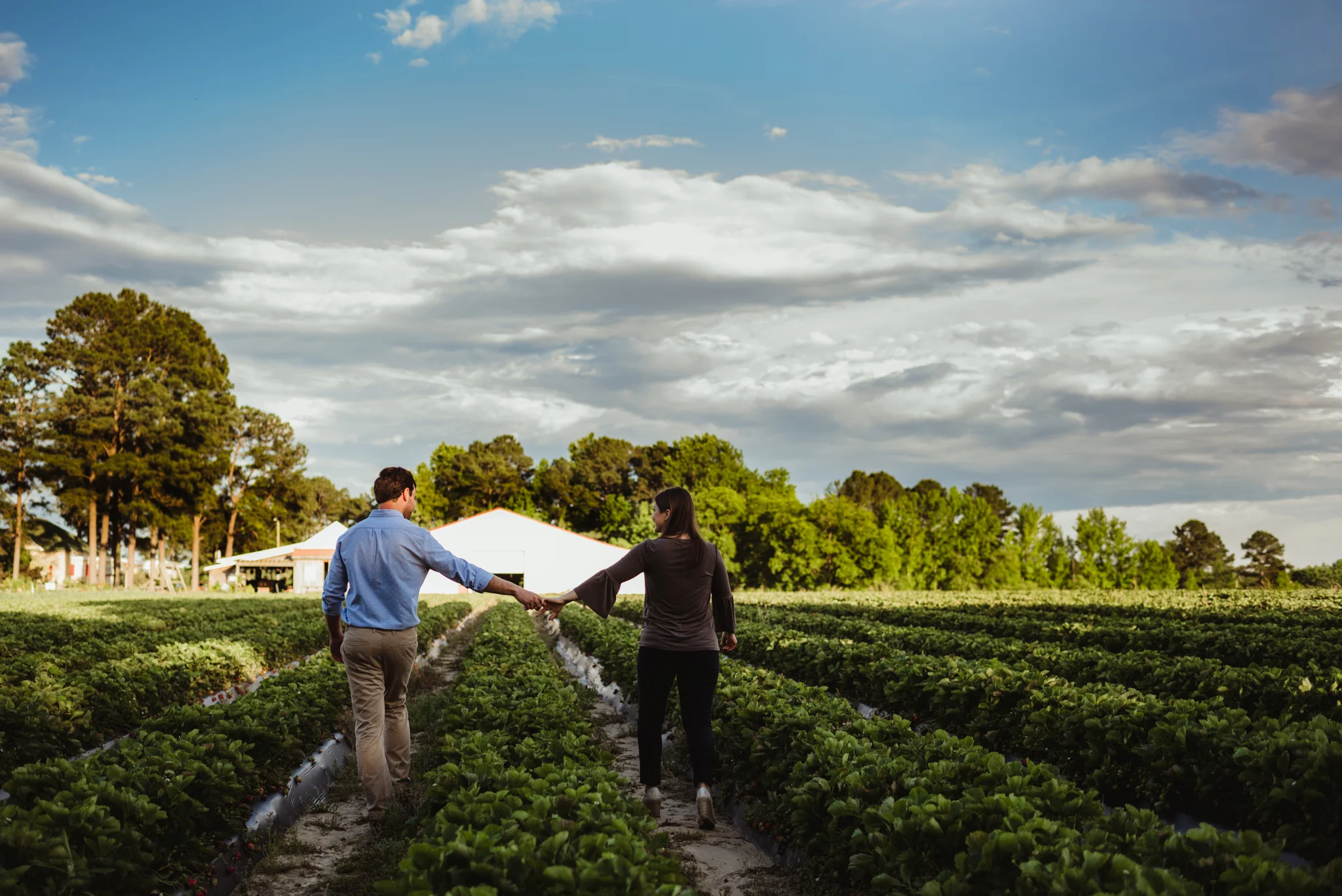 The bride and groom to be hold hands in the strawberry patch for their engagement pictures with Rose Trail Images at their family farm in Benson, North Carolina.
