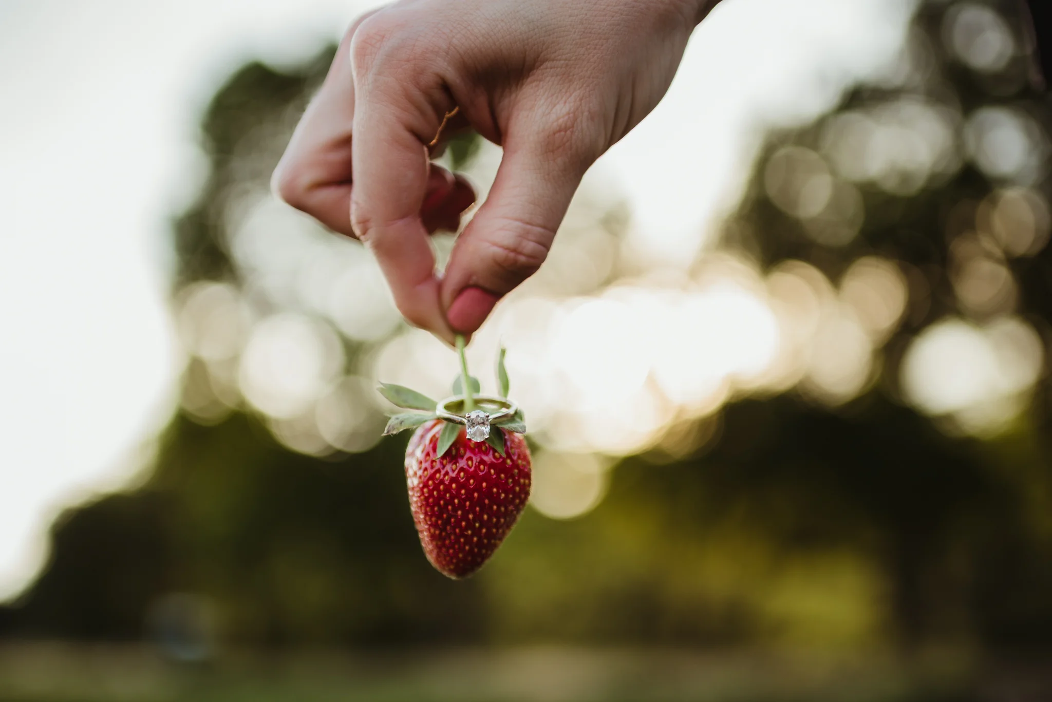 The bride to be shows off her engagement ring on a strawberry in the strawberry patch for their engagement pictures with Rose Trail Images at their family farm in Benson, North Carolina.