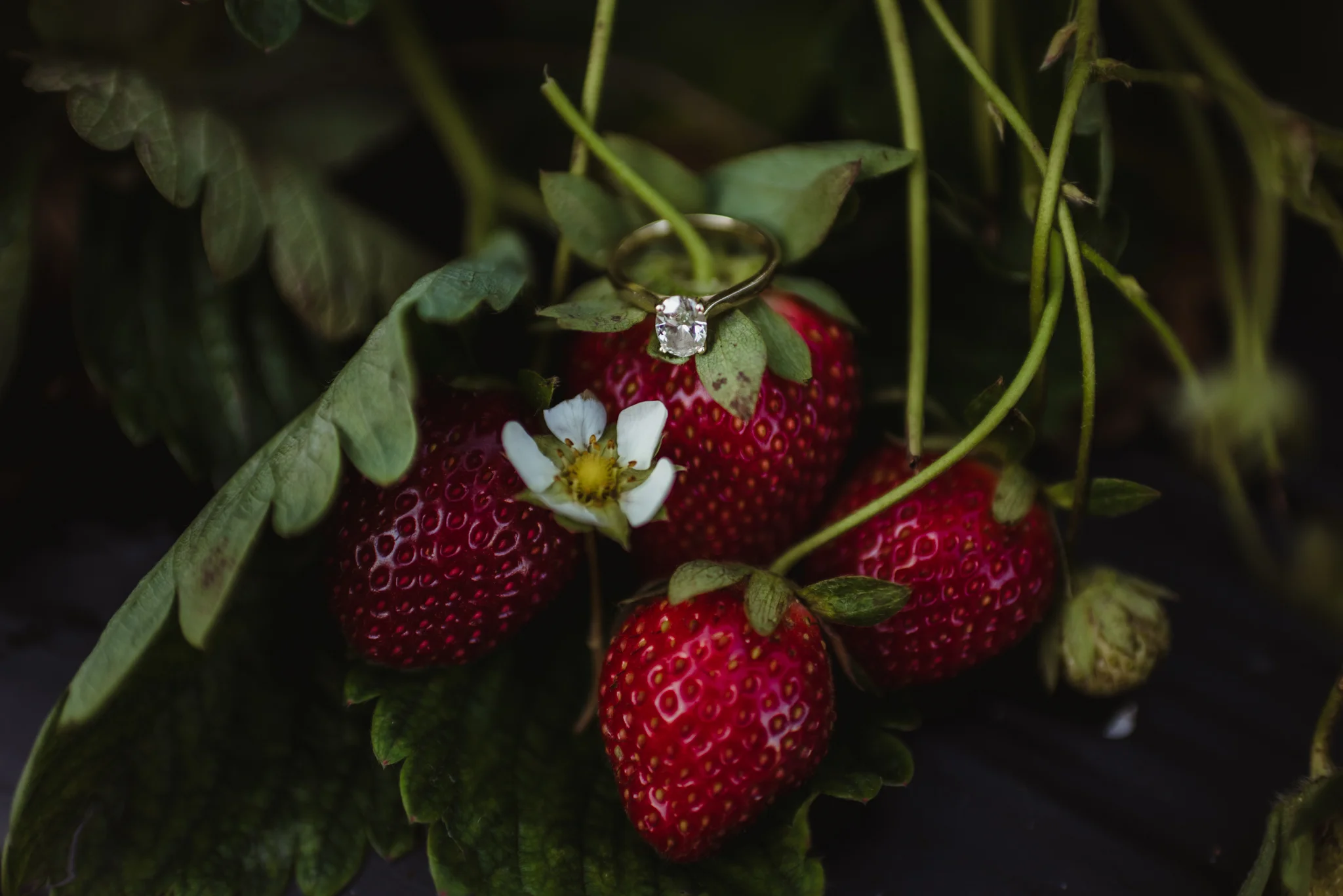 The engagement ring sits in the strawberry patch for their engagement pictures with Rose Trail Images at their family farm in Benson, North Carolina.