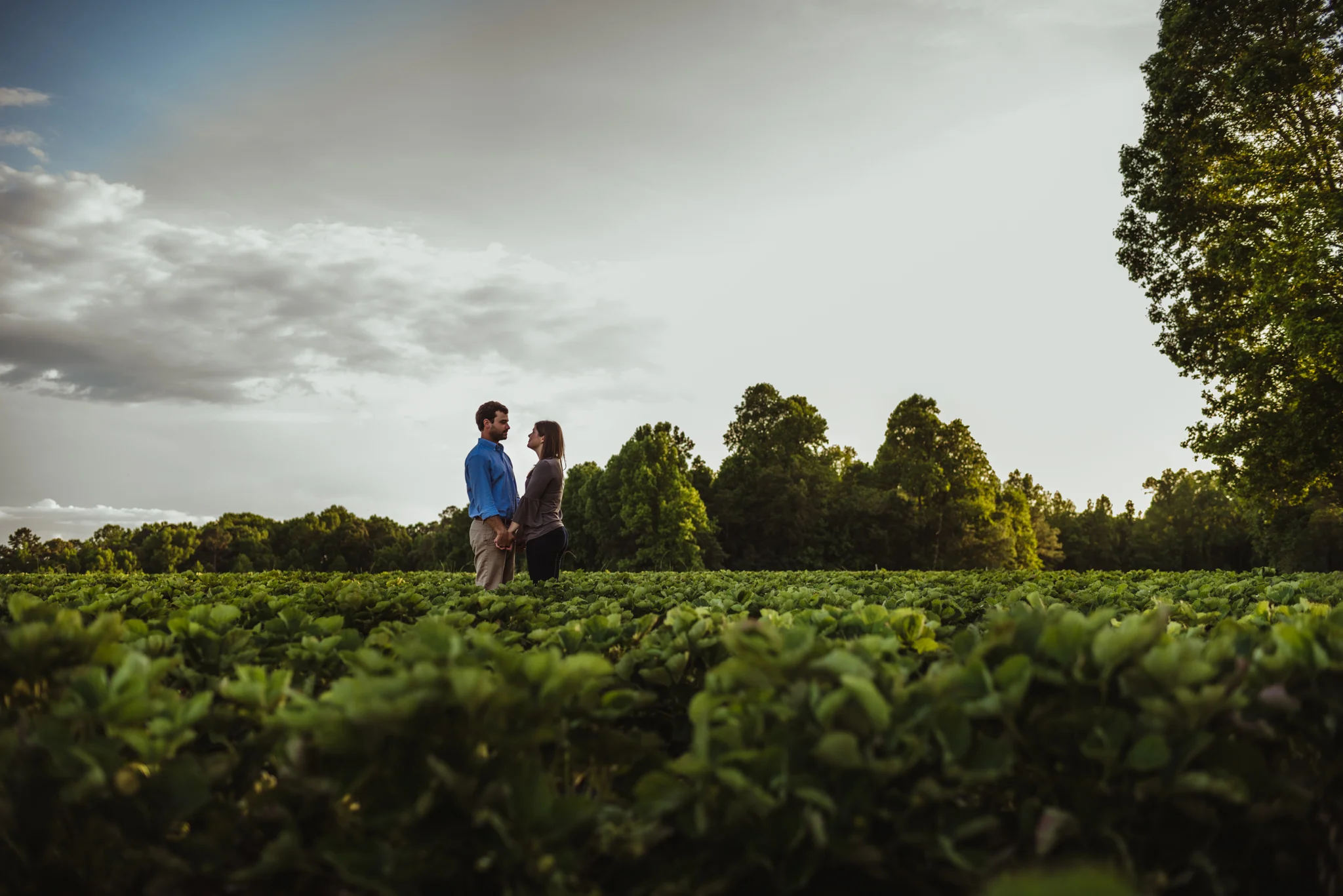 The bride and groom to be stand together in the strawberry patch for their engagement pictures with Rose Trail Images at their family farm in Benson, North Carolina.