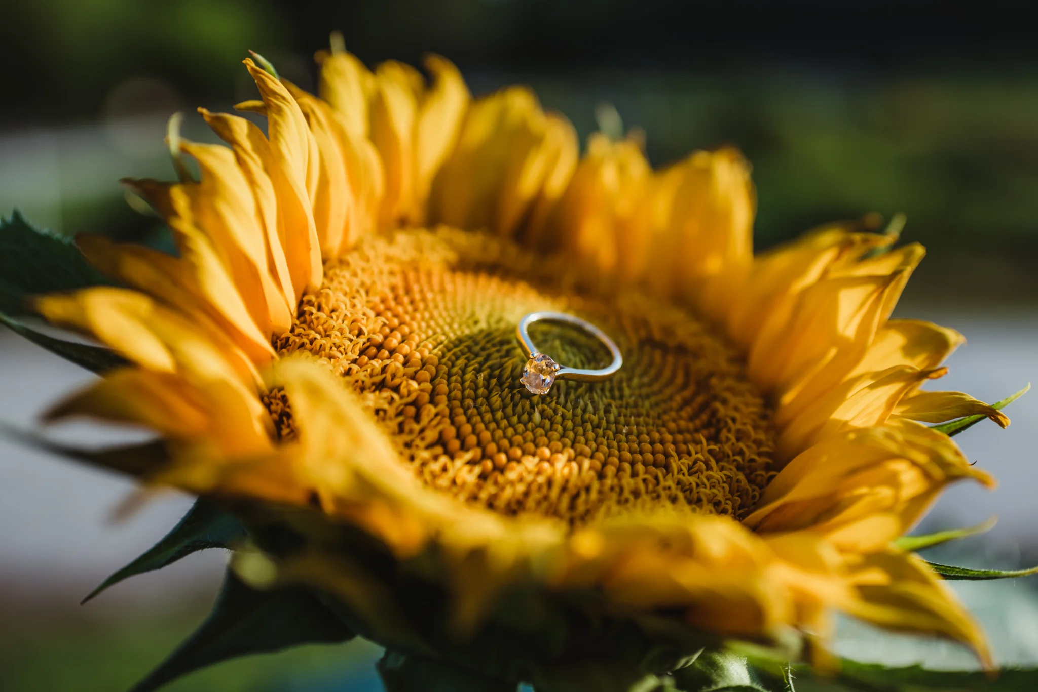 The bride’s engagement ring sparkles in the sunflowers during their engagement pictures with Rose Trail Images at their family farm in Benson, North Carolina.