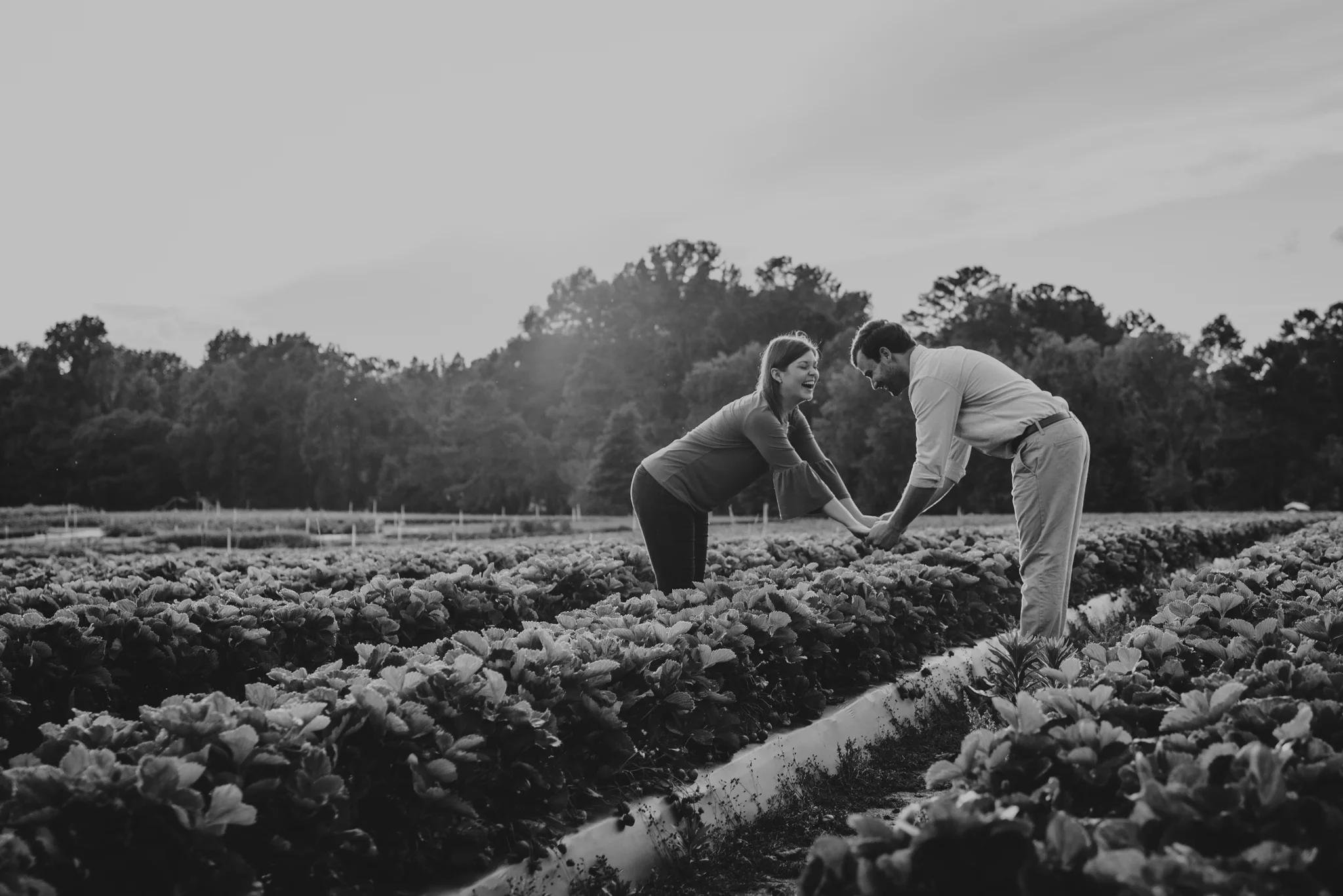 The bride and groom to be laugh over the strawberries during their engagement pictures with Rose Trail Images at their family farm in Benson, North Carolina.