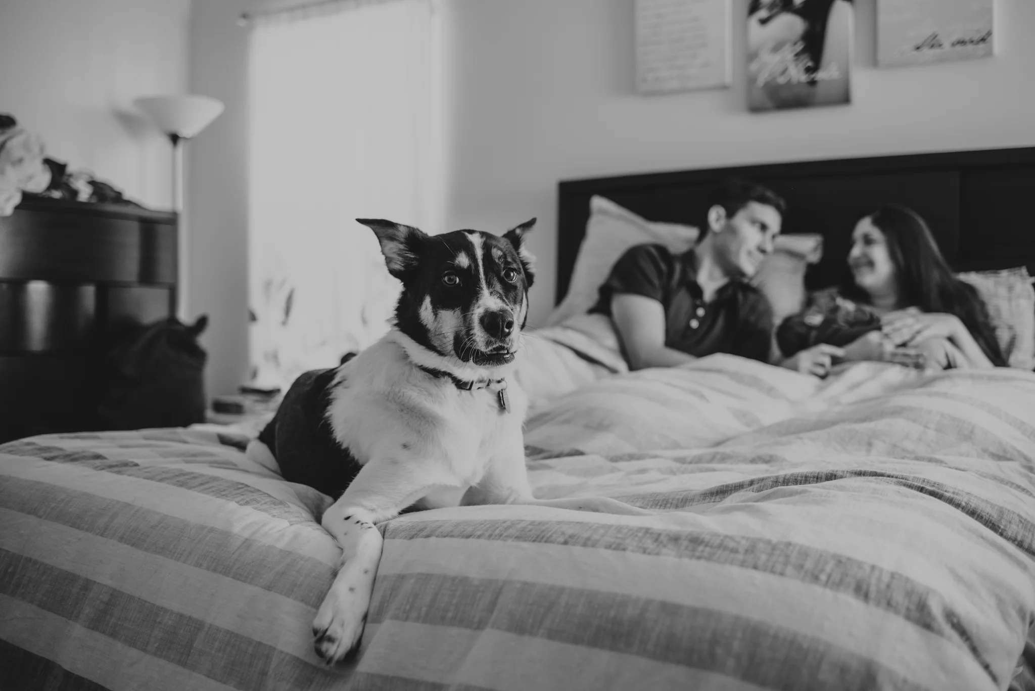 The new family snuggles with their newborn son in bed while their dog stands guard in Wake Forest, a black and white image by Rose Trail Images.
