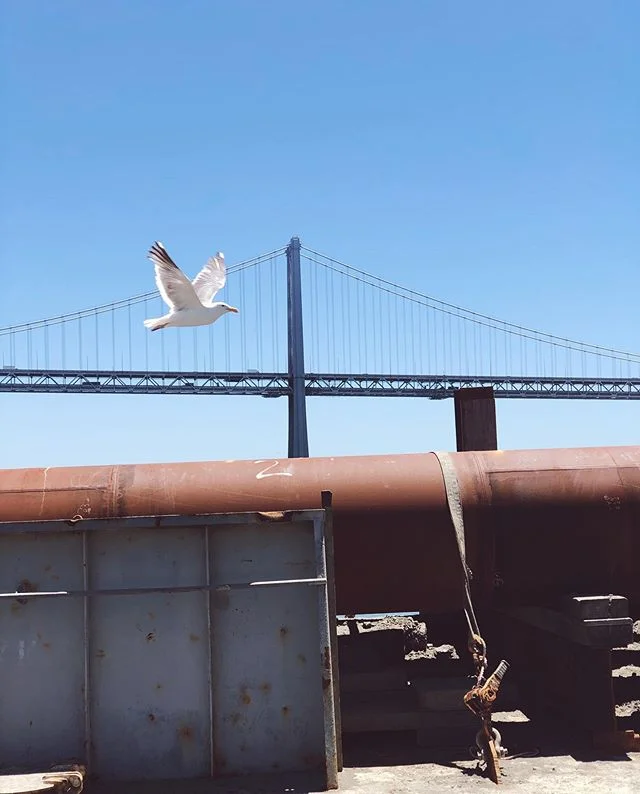 #sanfrancisco #seagull #bridge #photography #bluesky #shotoniphone #flightmode