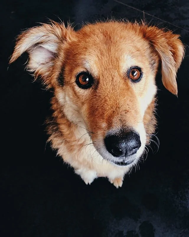 #dog #dogsofinstagram #curlie #photography #shotoniphone #london #appestat