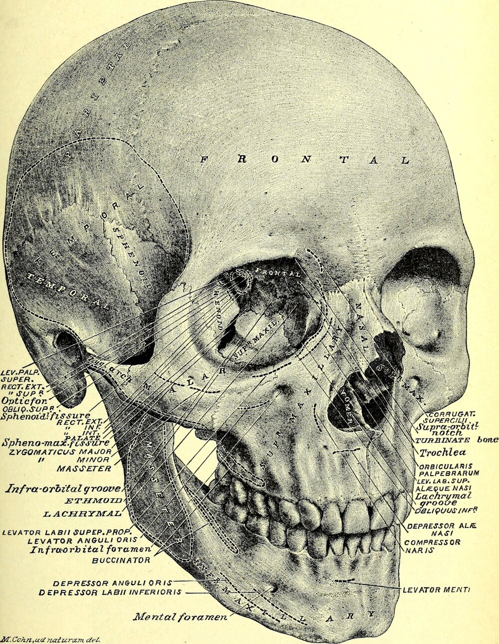 schadel-mensch-anatomie-vintage-1628202823UqY.jpg