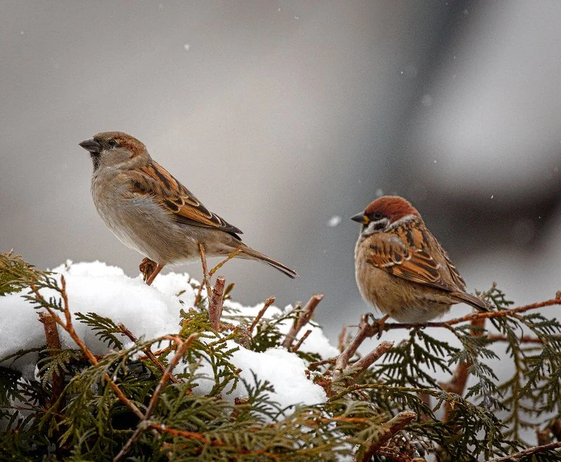 Of More Value than Sparrows, Matthew 10:16-33