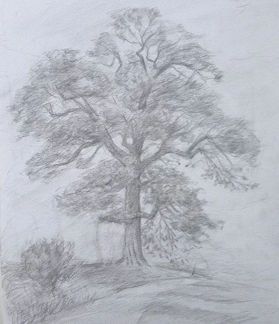 Japanese Maple