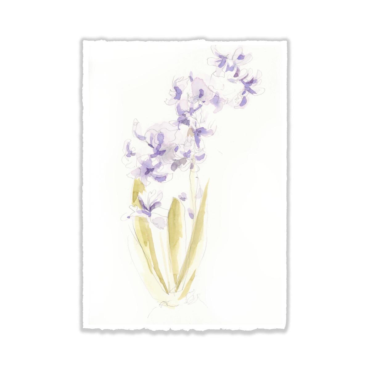 5x7" Hyacinth ORIGINAL