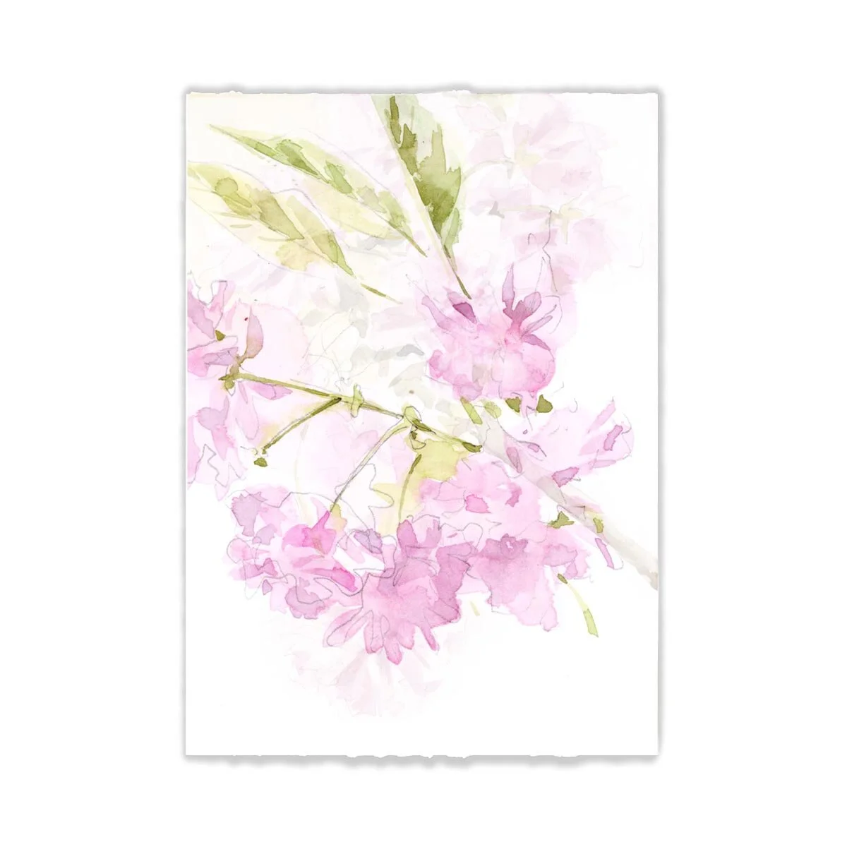 Cherry_05_sq.jpg