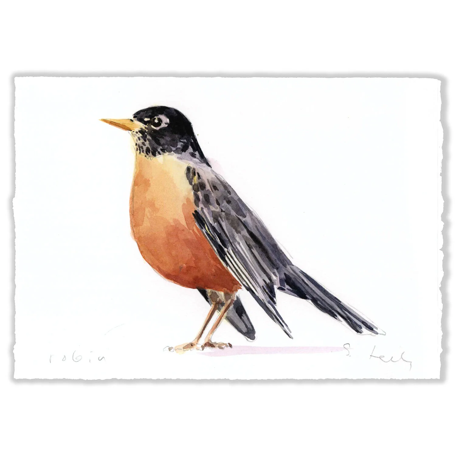 American Robin - 5x7" Original