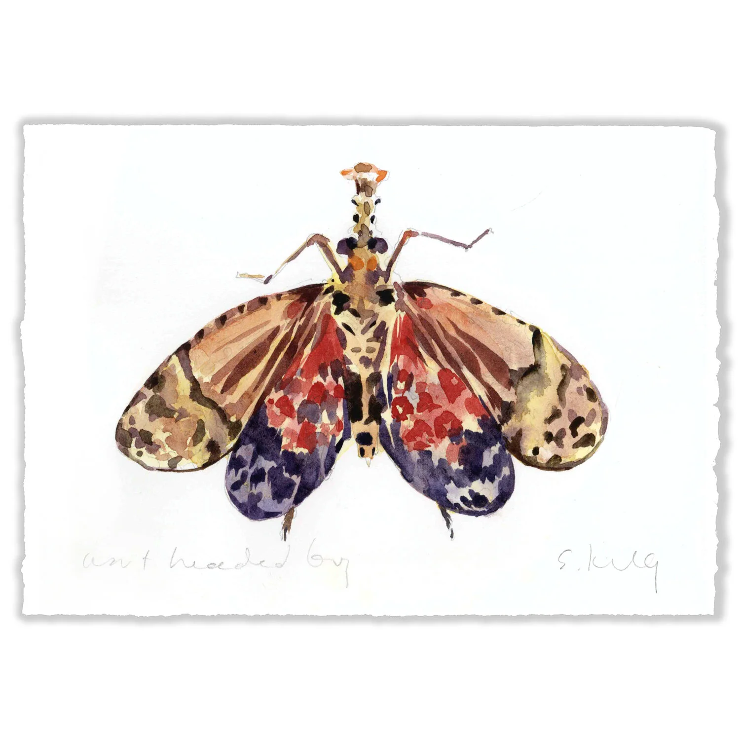 Wart-Headed Bug - 5x7" Original