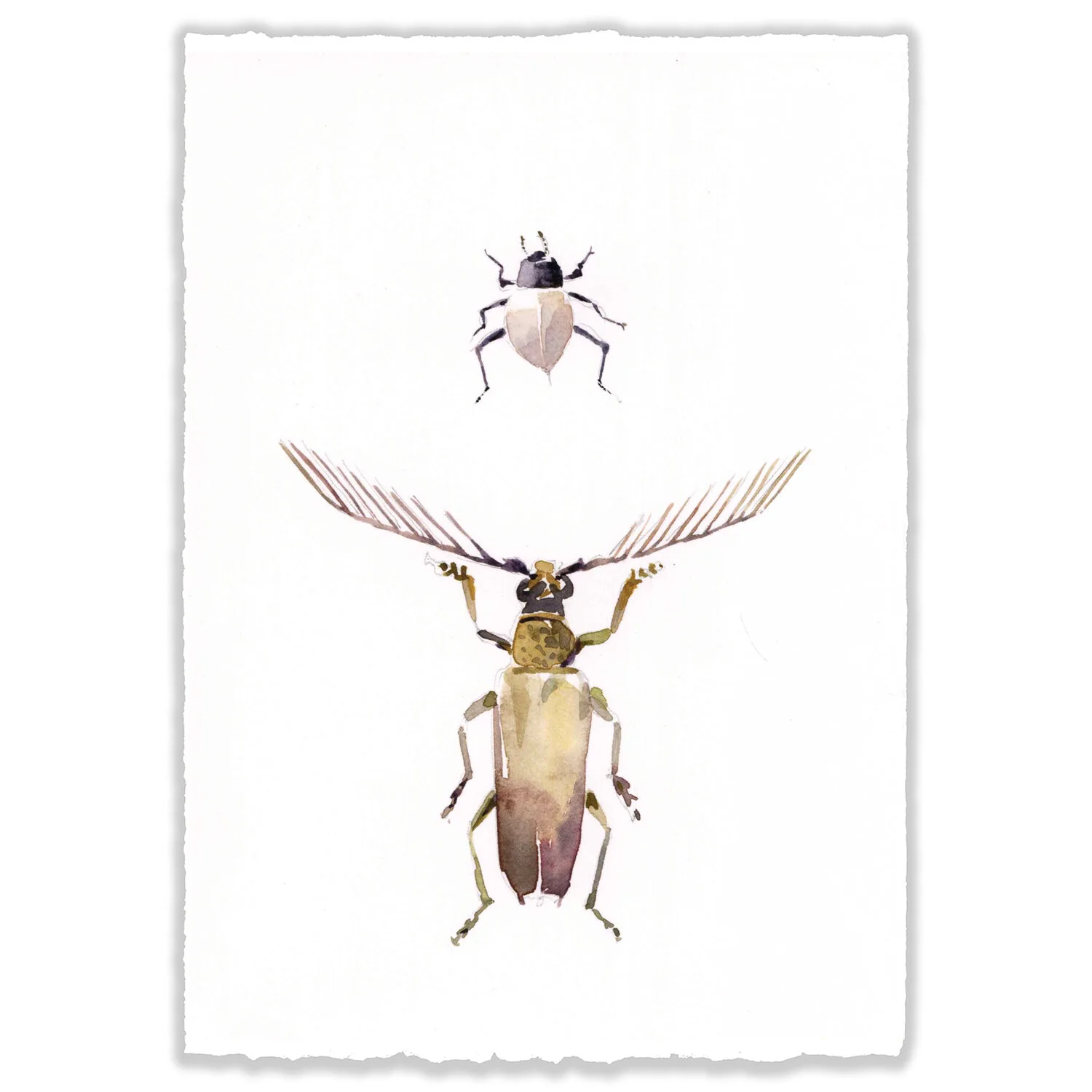 Beetle Pair 1 - 5x7" Original 