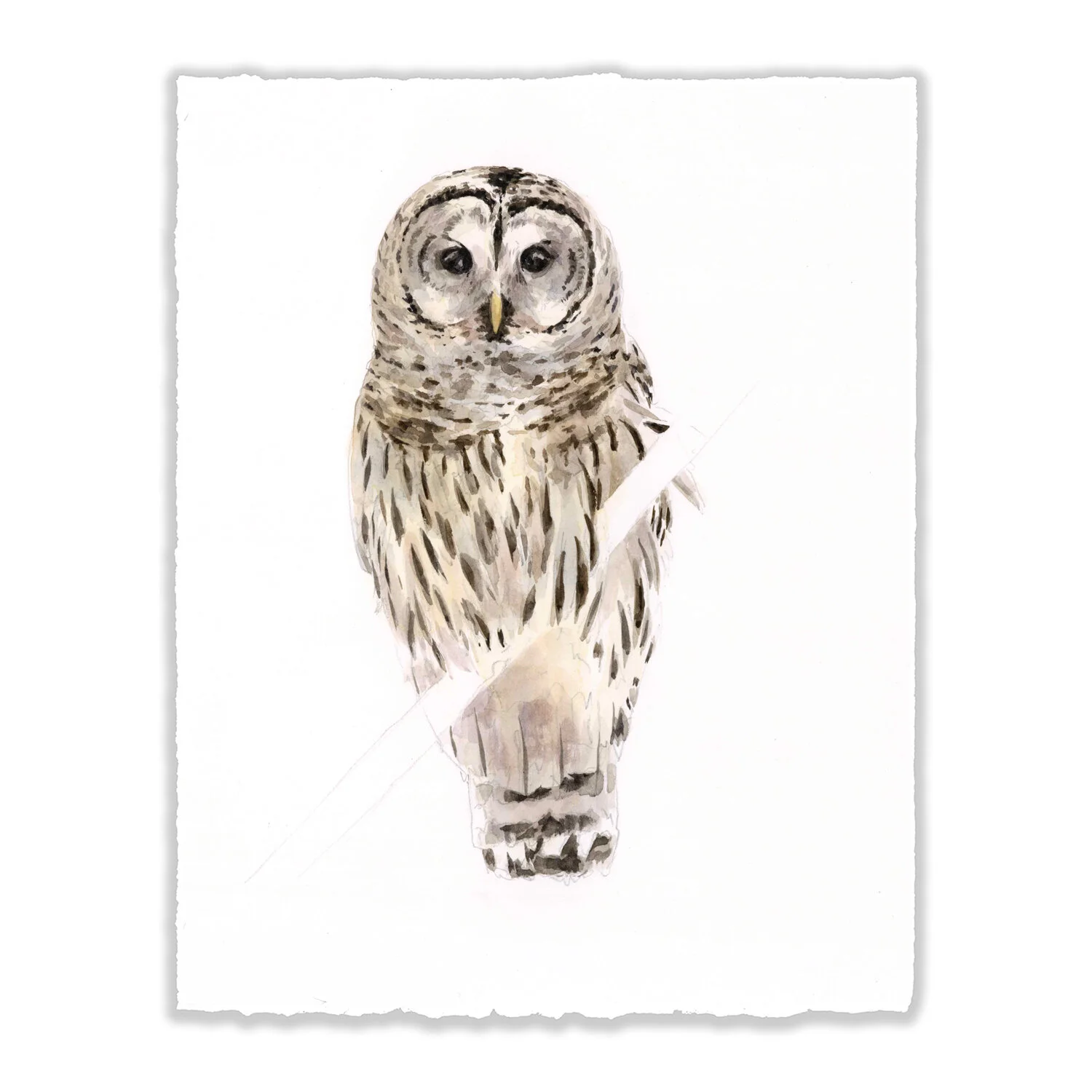 Barred Owl - 8x10" Original 