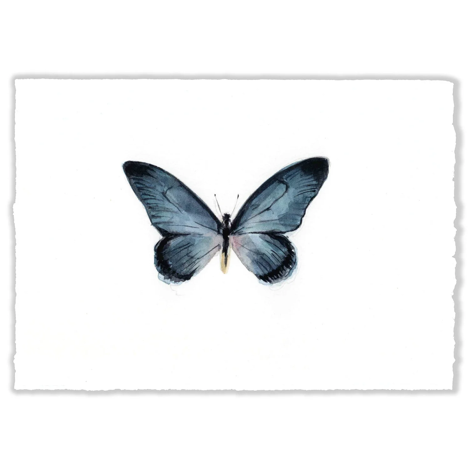 Blue Butterfly - 5x7" Original 