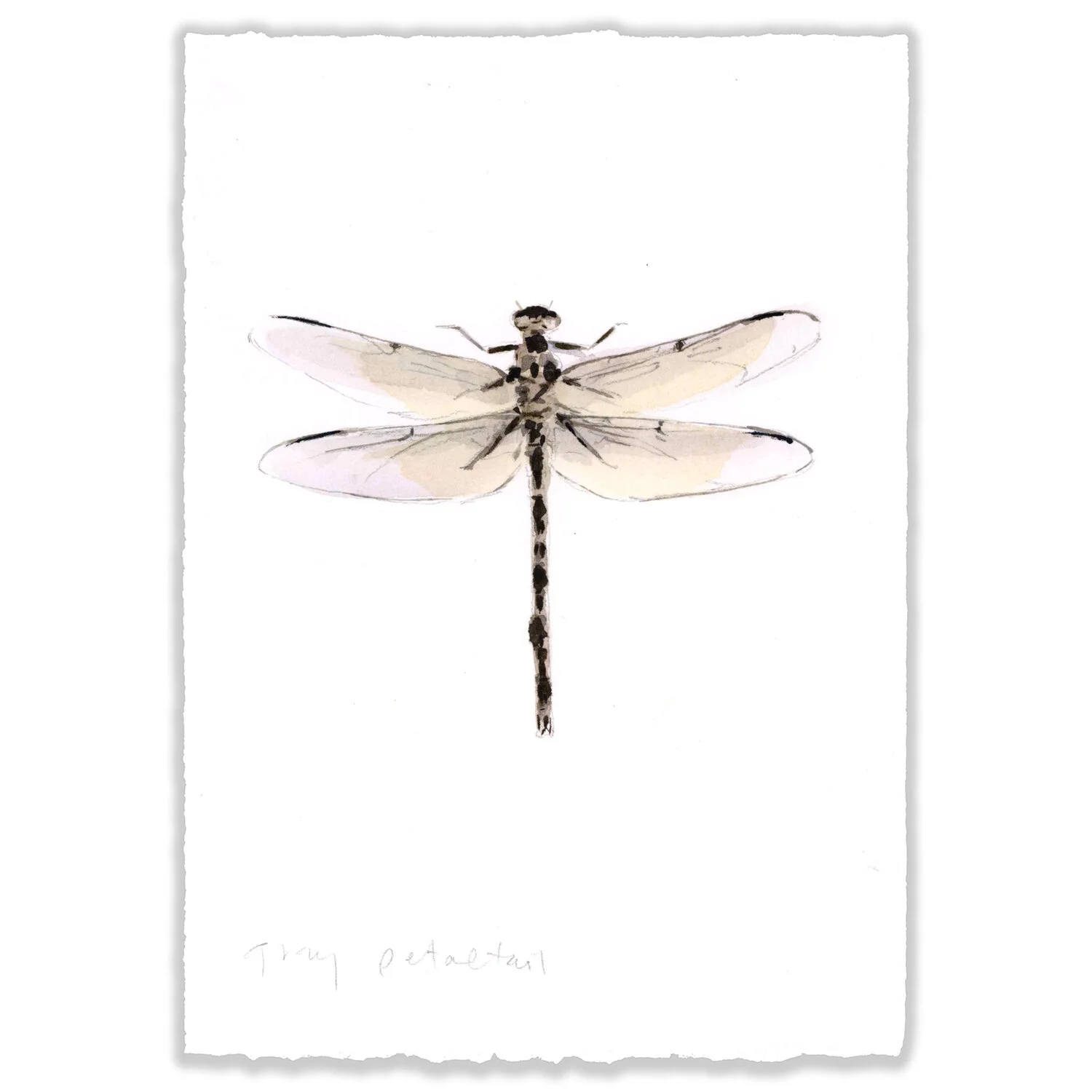 Grey Petaltail - 5x7" Original 