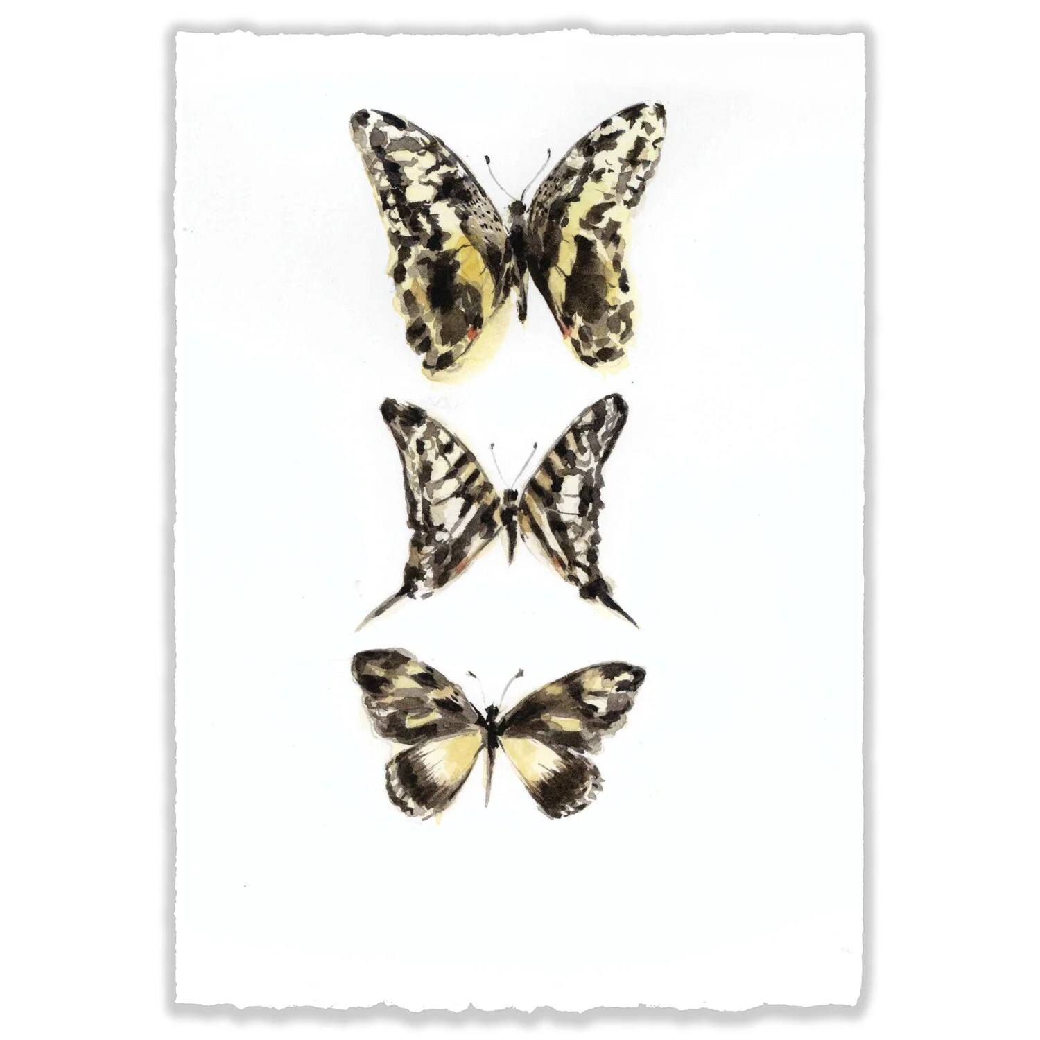 Yellow Butterfly Trio - 5x7" Original