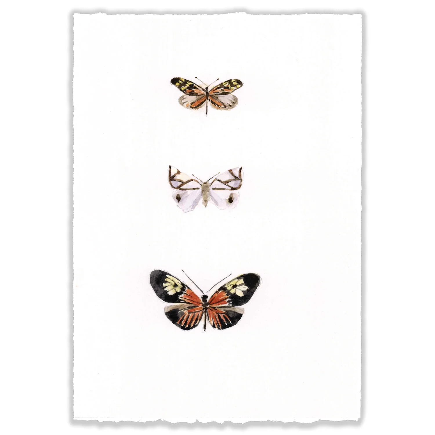 Butterfly Trio - 5x7" Original 