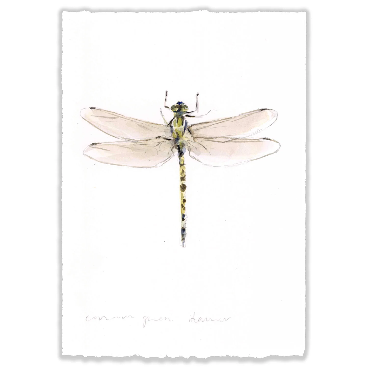 Common Green Dancer - 5x7" Original 