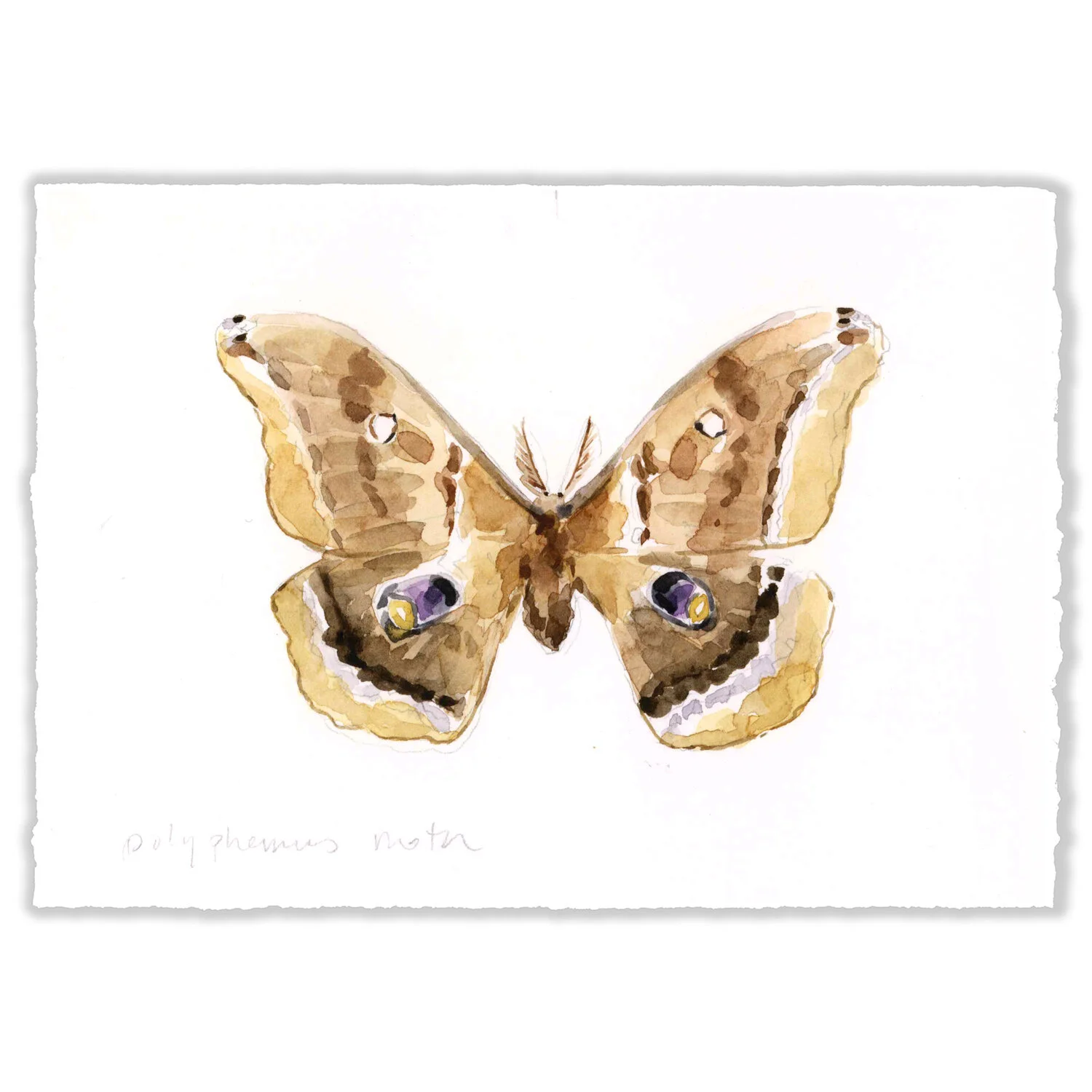 Polyphemus Moth - 5x7" Original