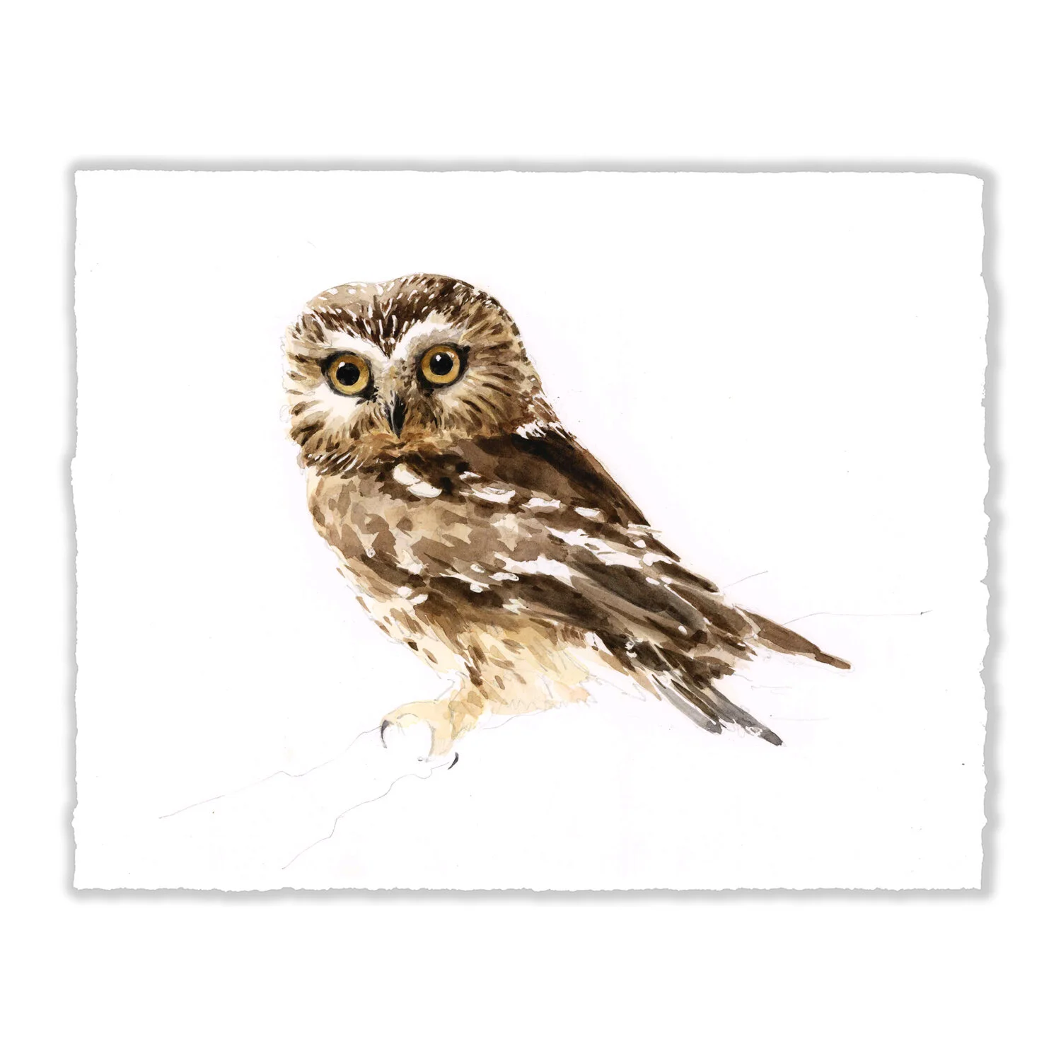 Saw Whet Owl - 8x10" Original