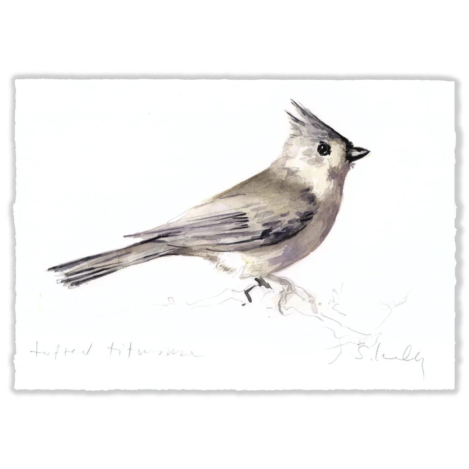 Tufted Titmouse - 5x7" Original