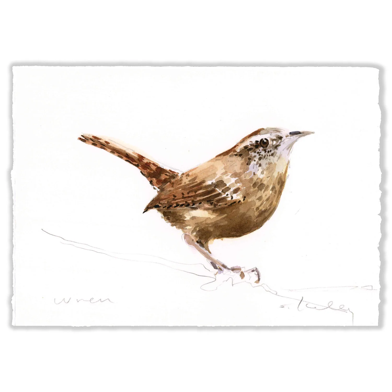 Wren - 5x7" Original