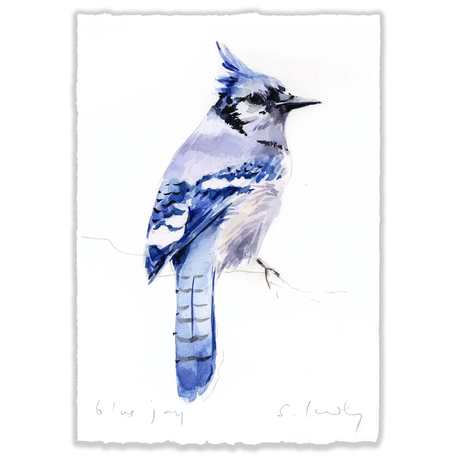Bluejay - 5x7" Original