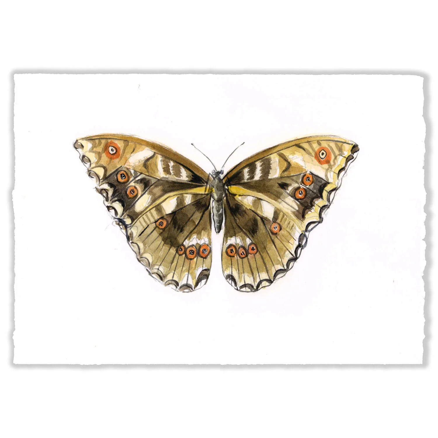 Moth II - 5x7" Original 