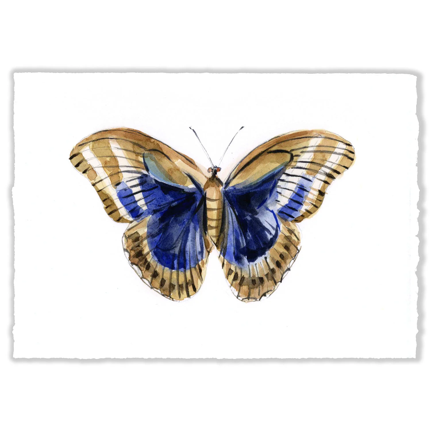 Blue Moth - 5x7" Original 