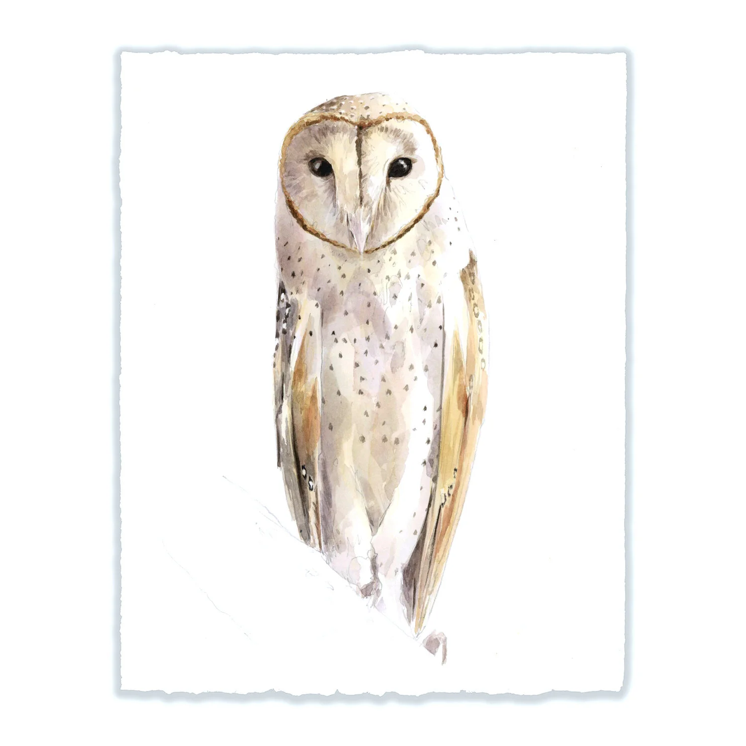 Barn Owl - 8x10" Original 