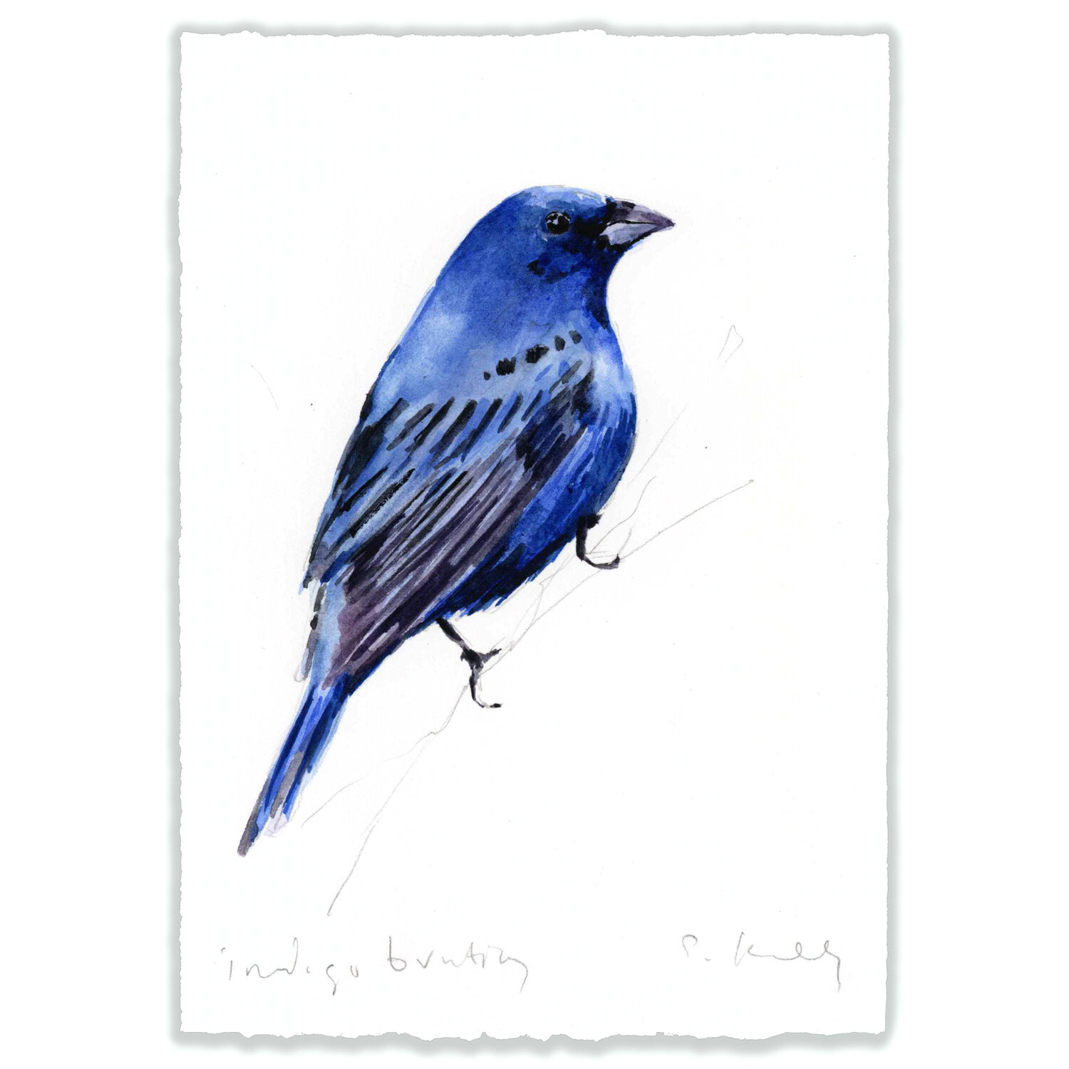 Indigo Bunting - 5x7" Original 