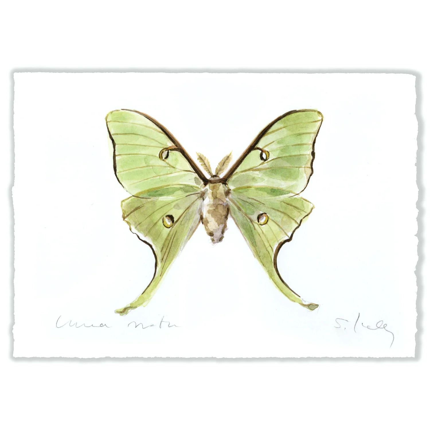 Luna Moth - 5x7" Original
