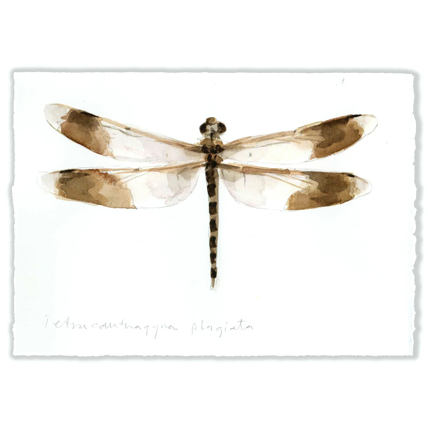 Tetra Plagiata - 5x7" Original