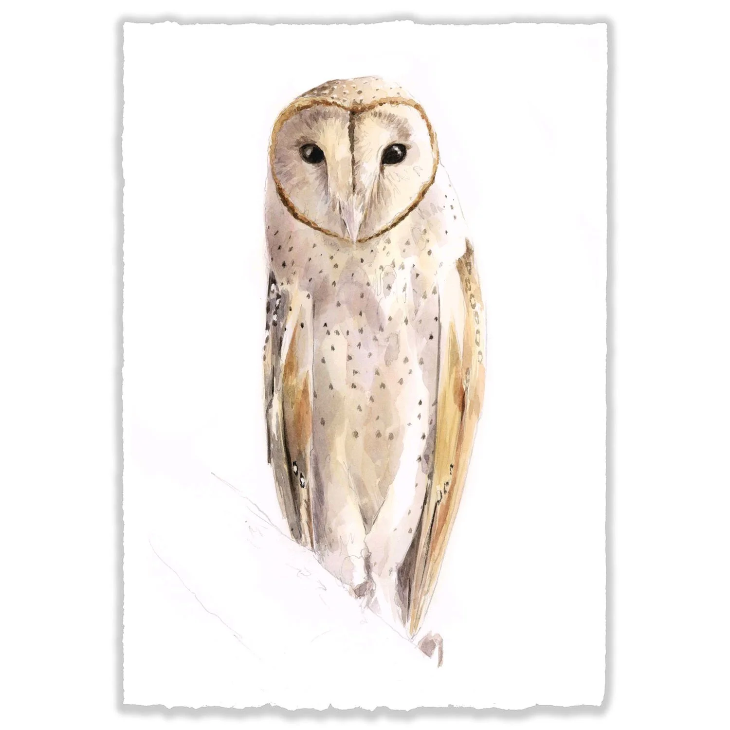 Barn Owl.jpg