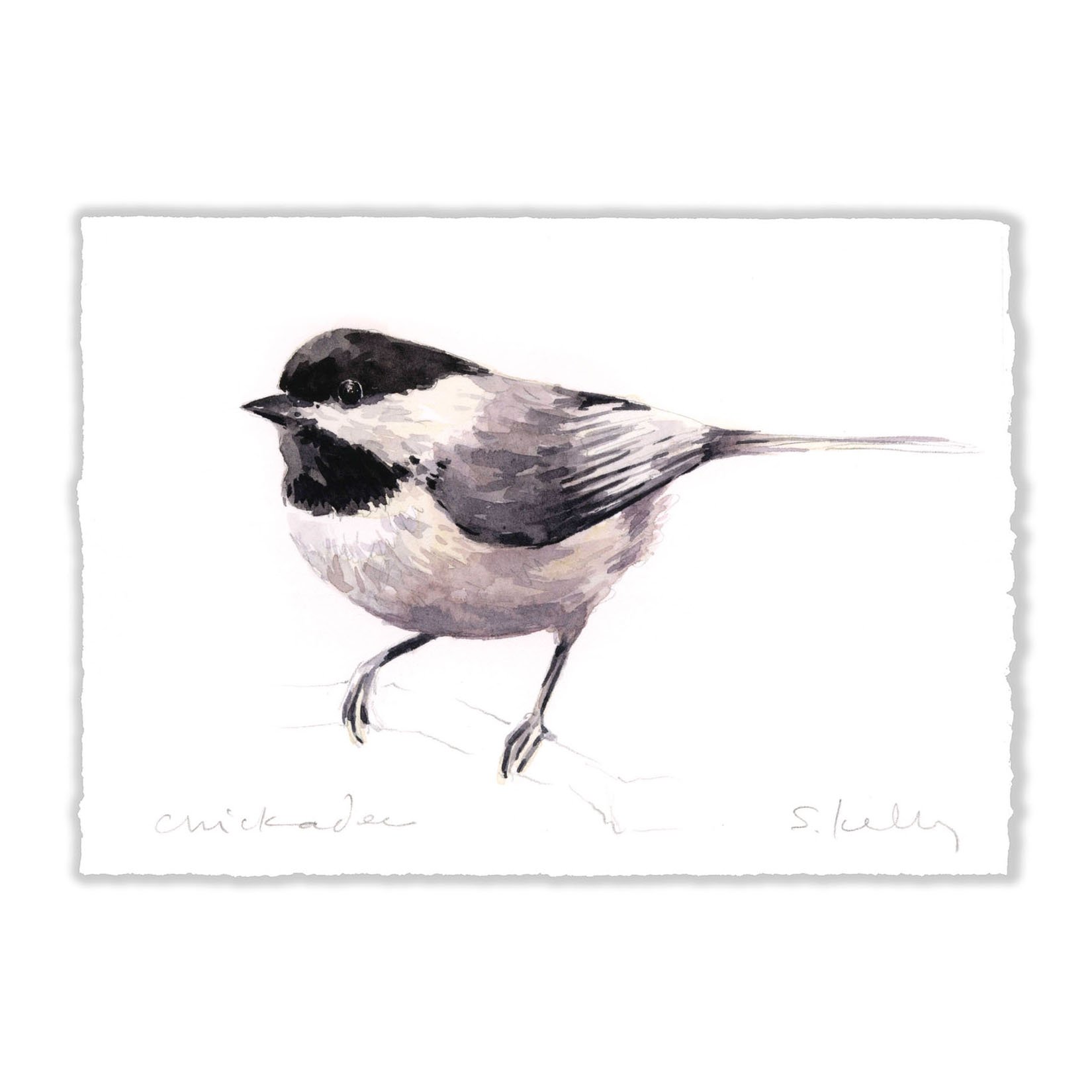 Chickadee.jpg