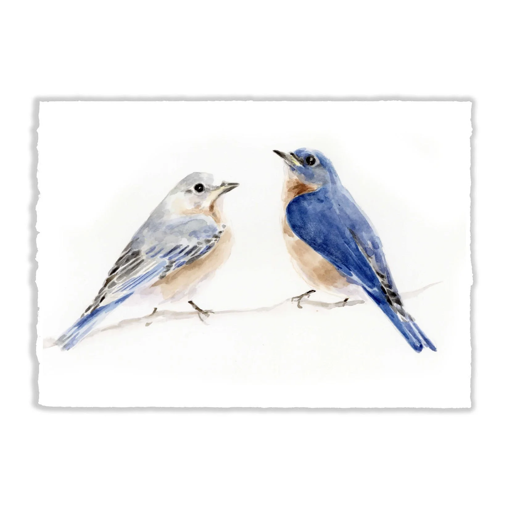 Bluebirds.jpg