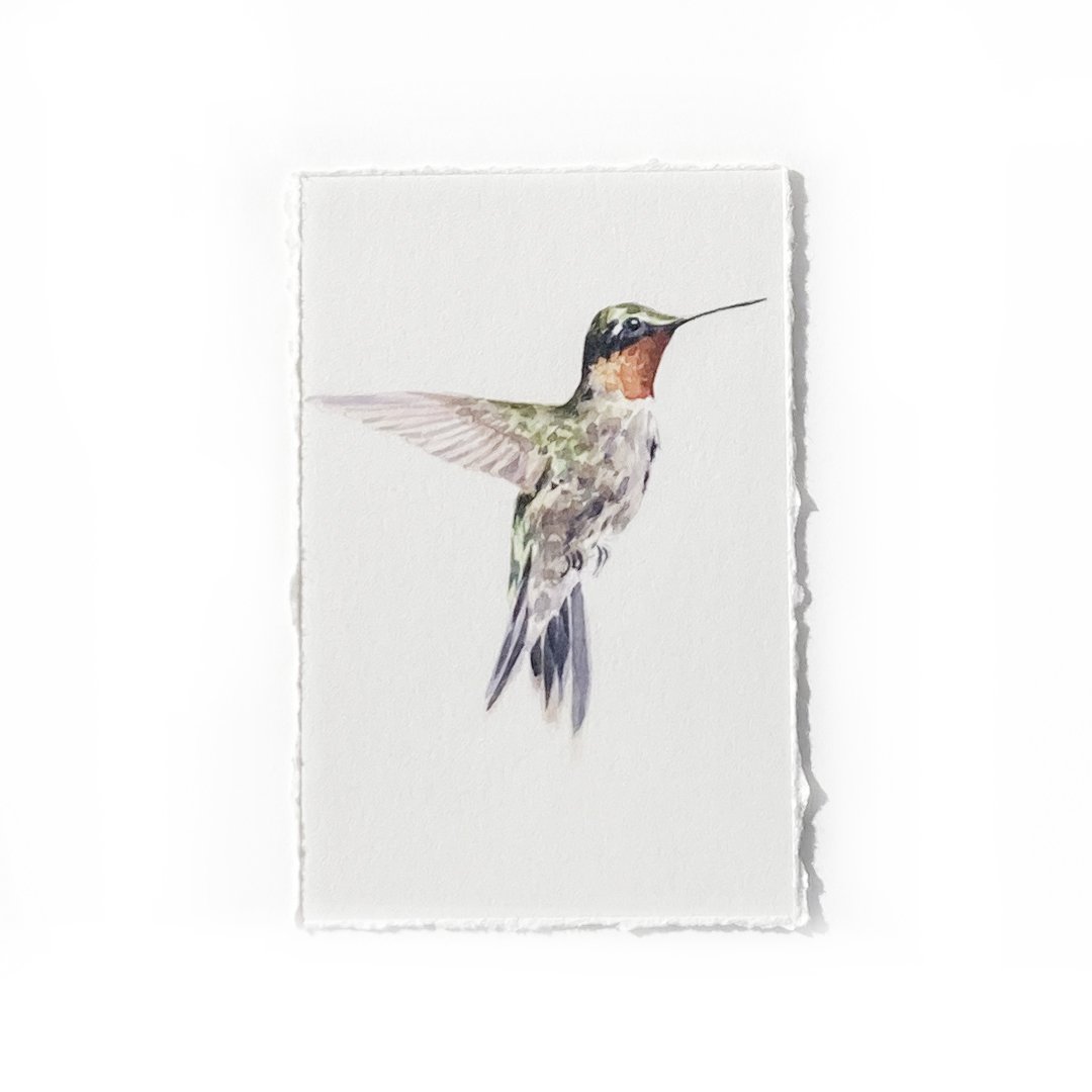 Hummingbird.jpg