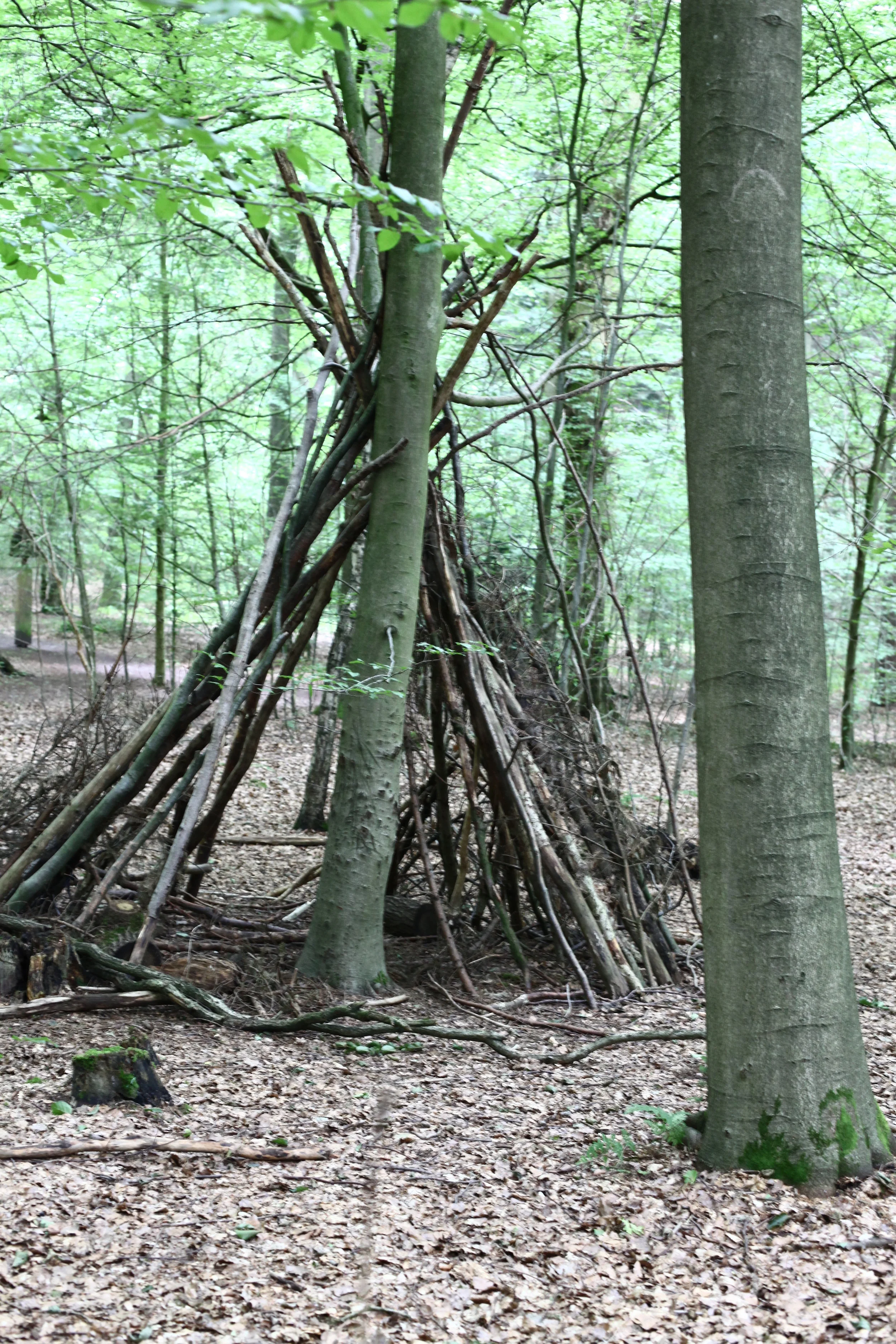 Forest Kindergarten Fort.jpeg
