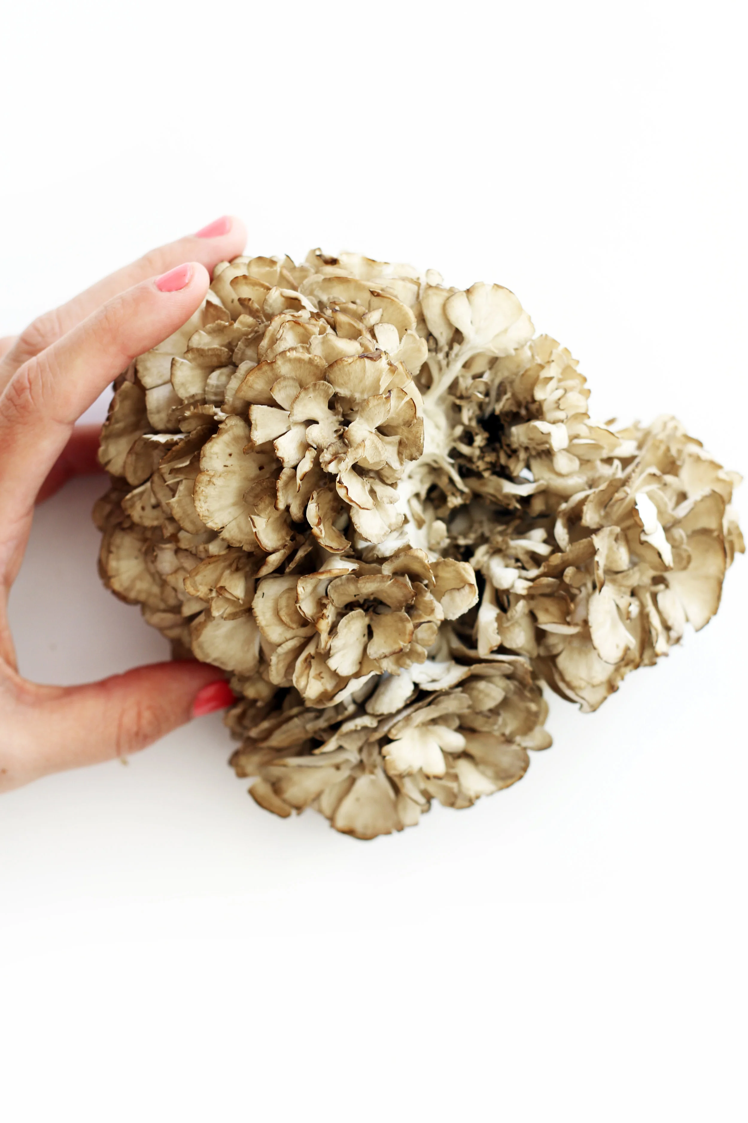 20170828_ROASTED-HEN-OF-THE-WOODS_01_WEB.jpg