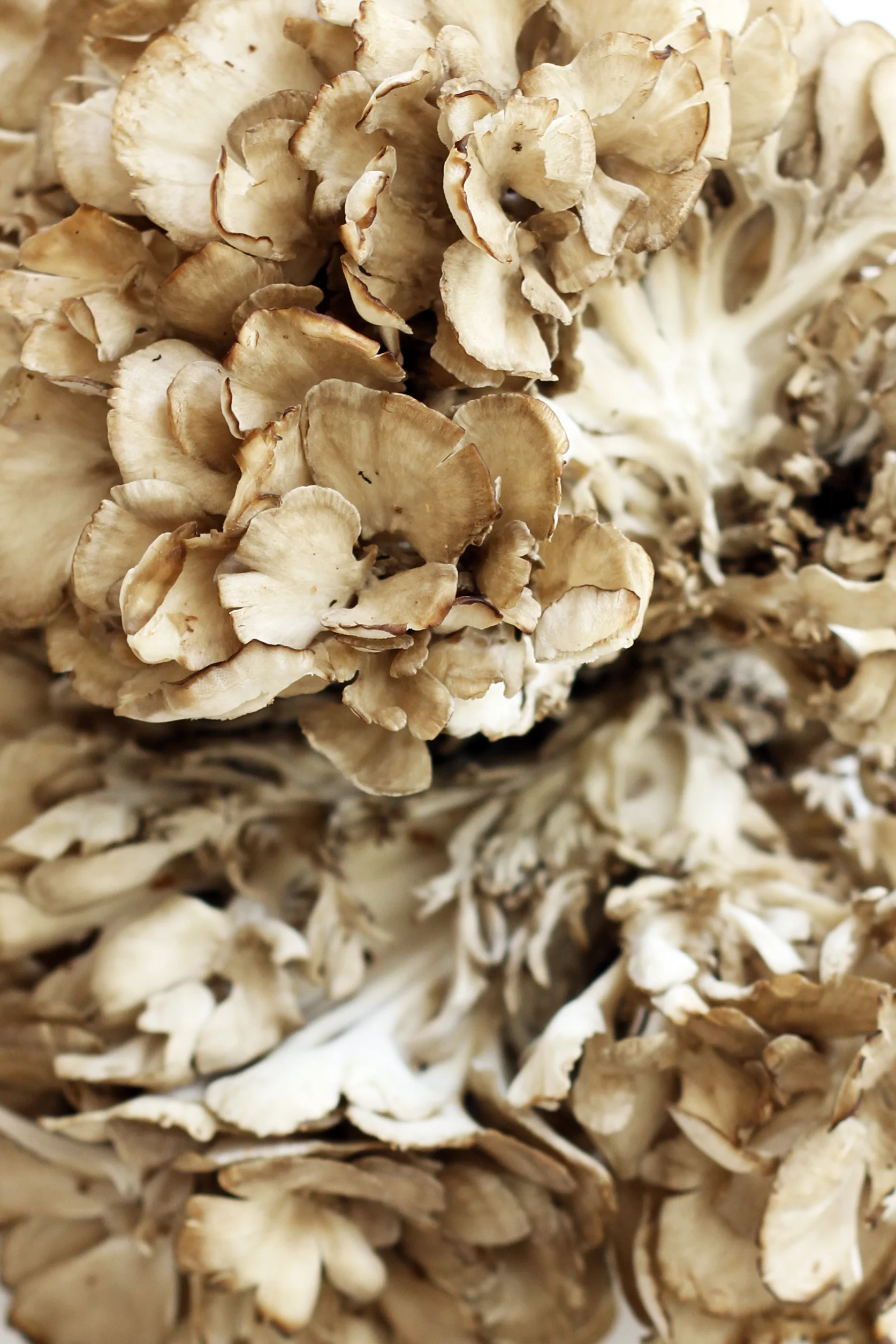 20170828_ROASTED-HEN-OF-THE-WOODS_02_WEB.jpg