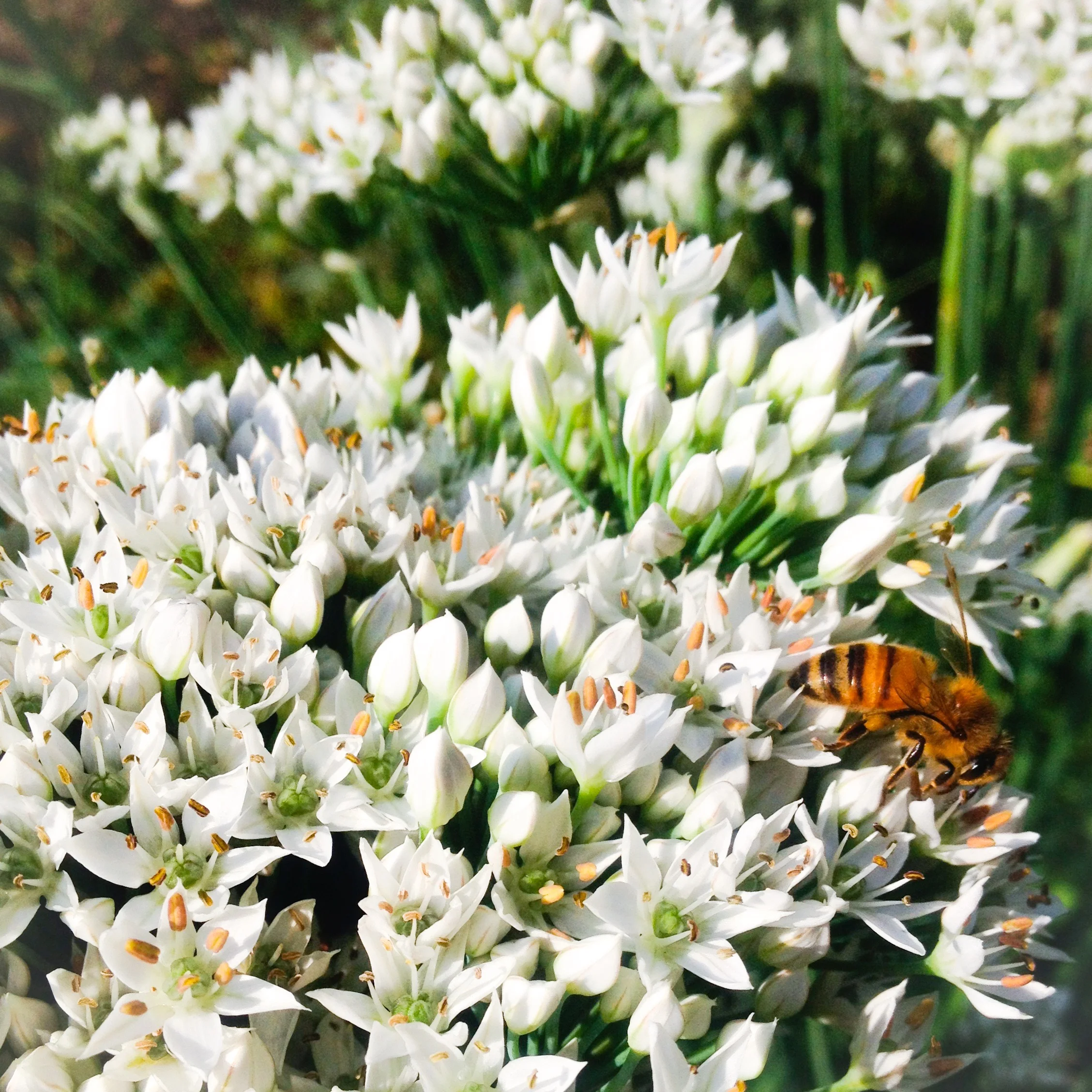 Garlic Chives