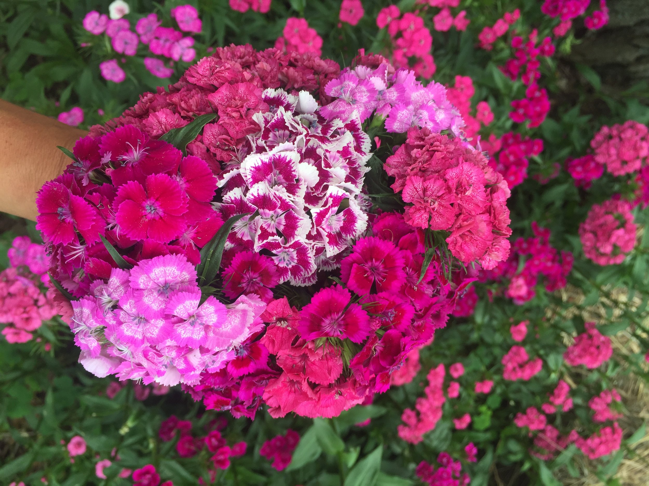 Dianthus