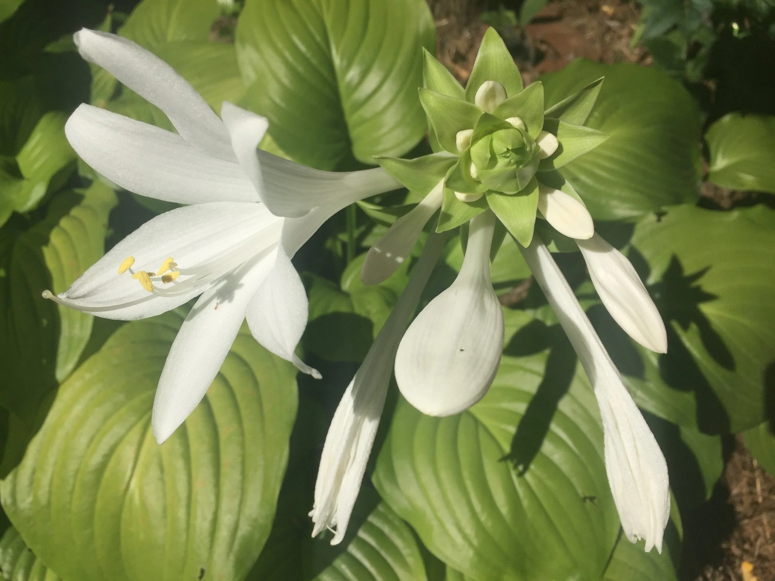 Hosta