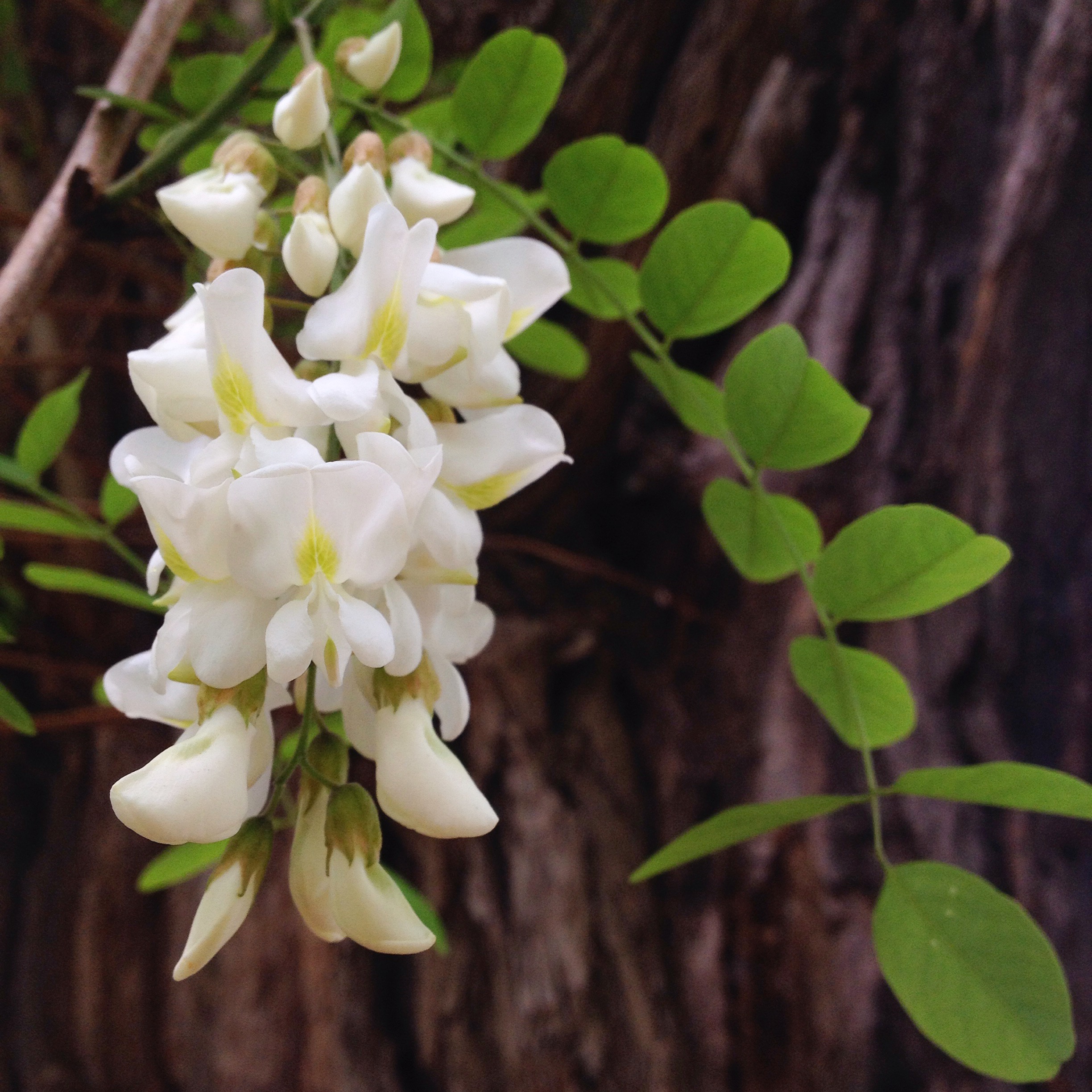 Black Locust