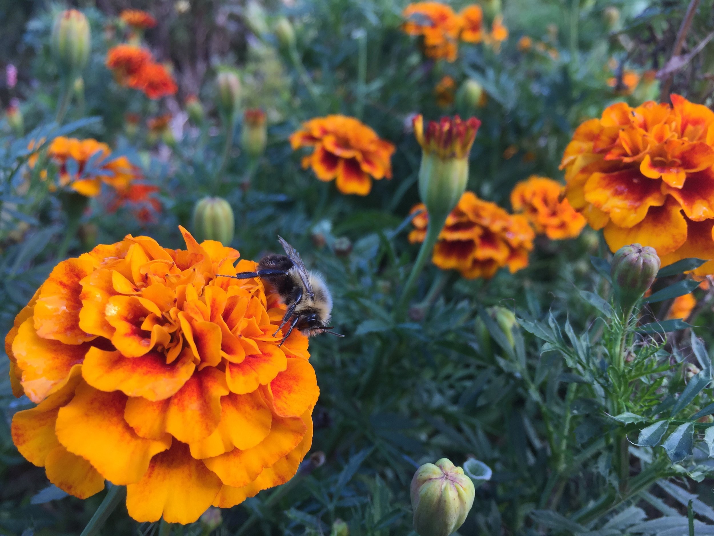 Marigold