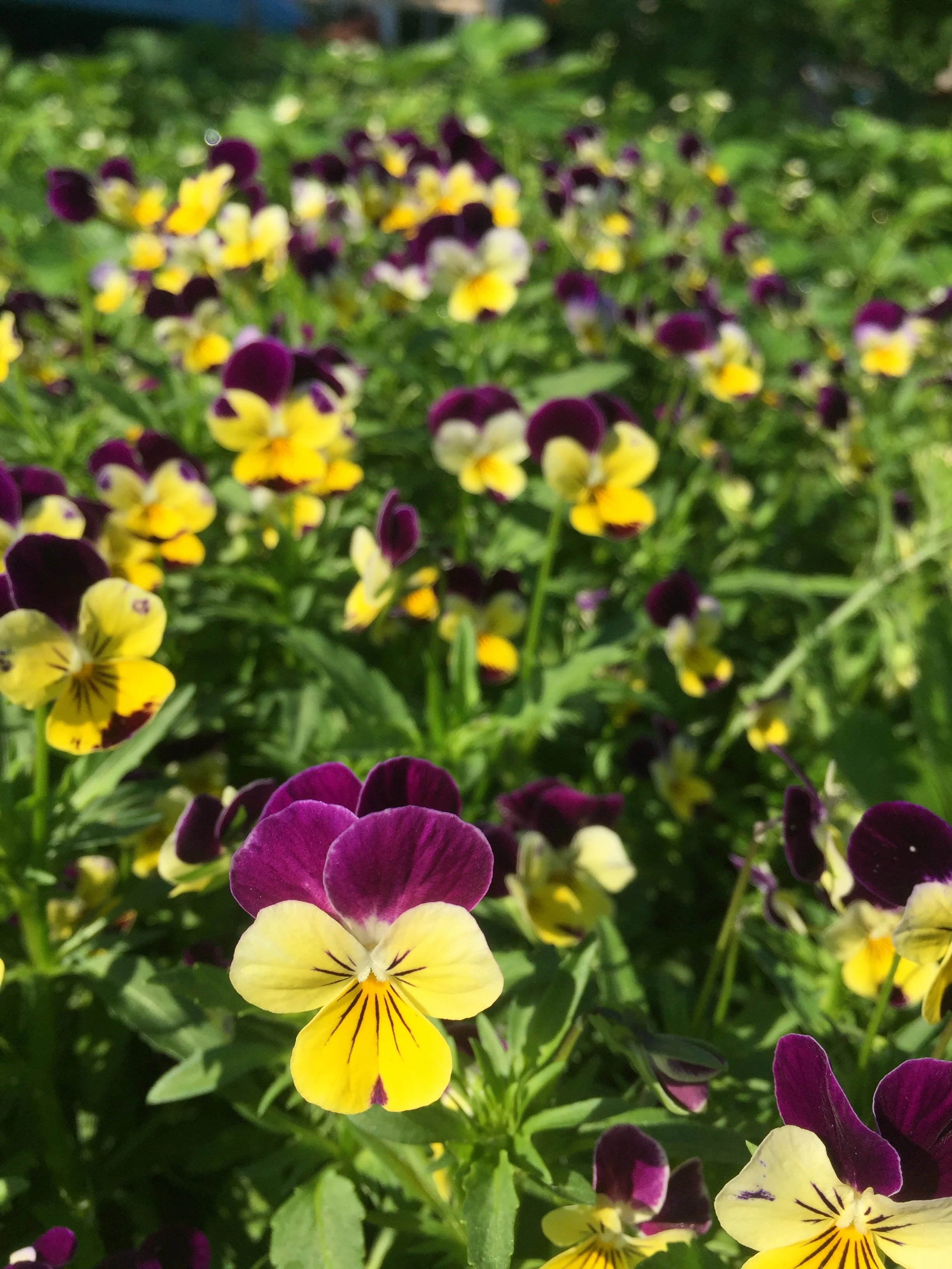 Viola
