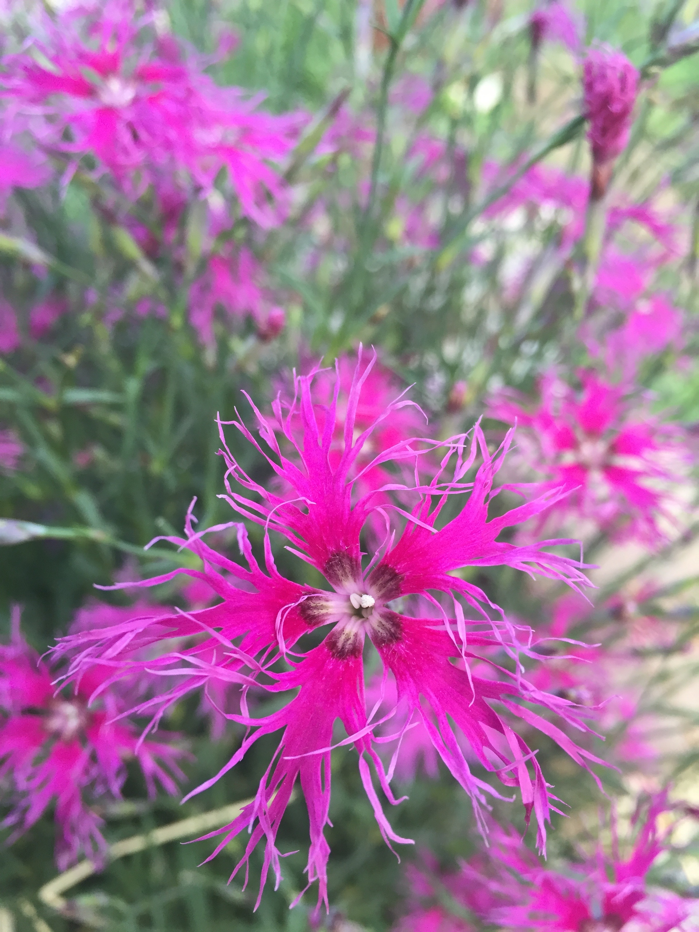 Dianthus