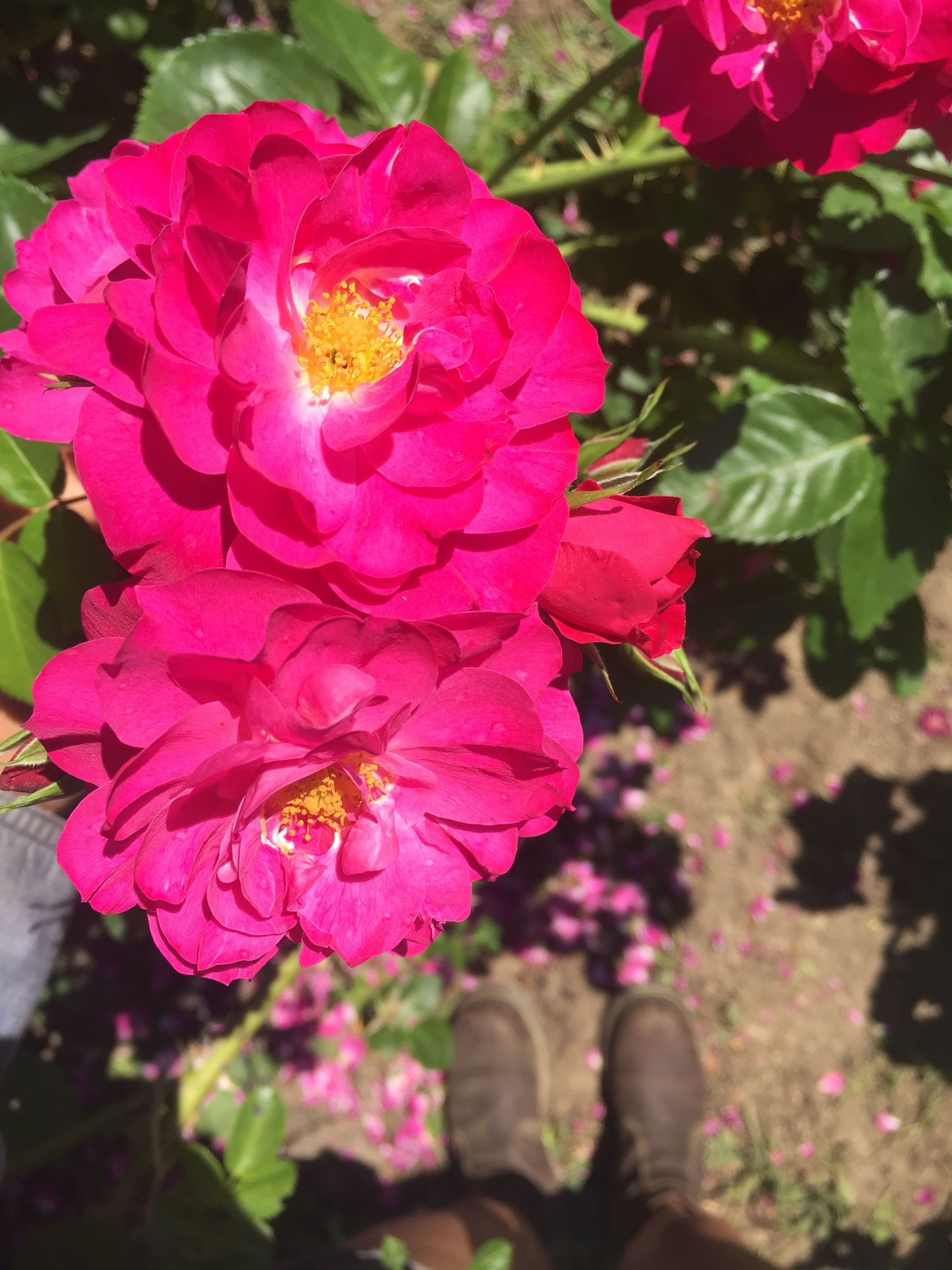 Rose